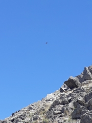 Geranoaetus melanoleucus