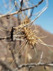 Echinopepon wrightii