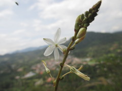 Trihesperus latifolius