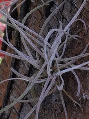 Tillandsia recurvata