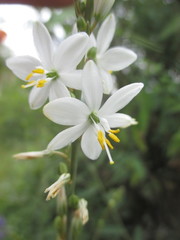 Trihesperus latifolius