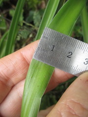 Trihesperus latifolius