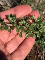 Ceanothus sonomensis