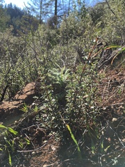 Ceanothus sonomensis