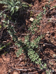 Ceanothus sonomensis