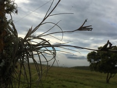 Tillandsia recurvata