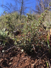 Ceanothus sonomensis