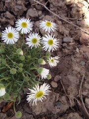Erigeron concinnus