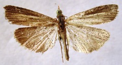Epischnia prodromella