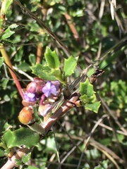 Ceanothus sonomensis