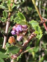 Ceanothus sonomensis