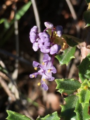 Ceanothus sonomensis