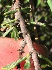 Ceanothus sonomensis