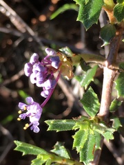 Ceanothus sonomensis