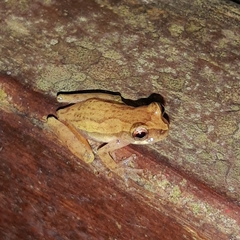 Dendropsophus decipiens