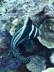 Eques punctatus