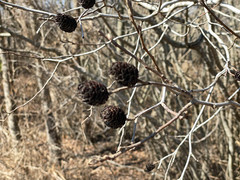 Alnus maritima
