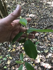 Frangula caroliniana