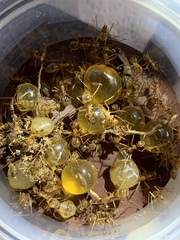 Myrmecocystus mexicanus