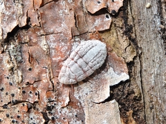 Coelostomidia zealandica