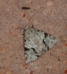 Acronicta psorallina