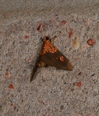 Agrotera ignepicta