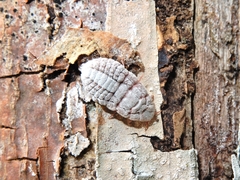 Coelostomidia zealandica