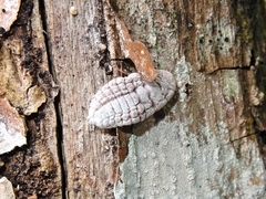 Coelostomidia zealandica