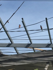 Lonchura atricapilla