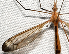Tipula apicalis