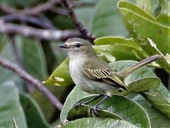 Tolmomyias flavotectus