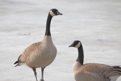 Branta canadensis moffitti