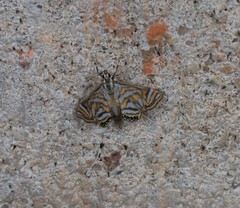 Anydraula pericompsa