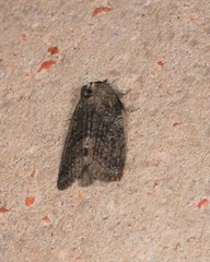 Archigargetta amydra