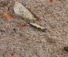 Ardozyga catarrhacta