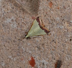 Autocharis hedyphaes