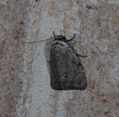 Barasa cymatistis