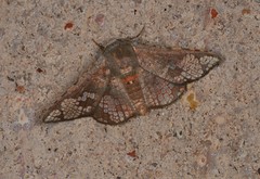 Canaea hyalospila