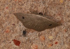 Casbia didymosticta
