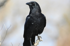 Corvus brachyrhynchos hesperis