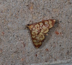 Chalcidoptera emissalis