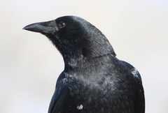 Corvus brachyrhynchos hesperis