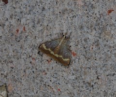 Clupeosoma pellucidalis