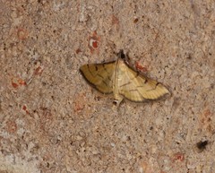 Cnaphalocrocis bilinealis