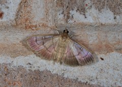 Pramadea lunalis