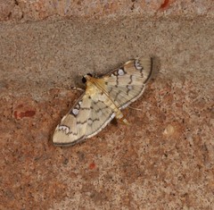 Cotachena hicana