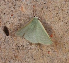 Cymatoplex halcyone