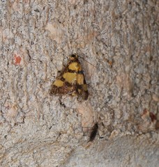 Deuterarcha xanthomela