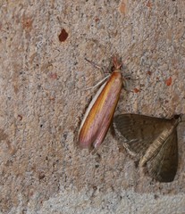 Emmalocera callirrhoda