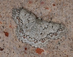 Epipristis oxyodonta